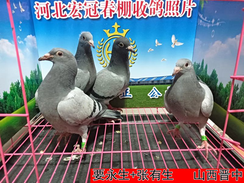 要永生+张有生