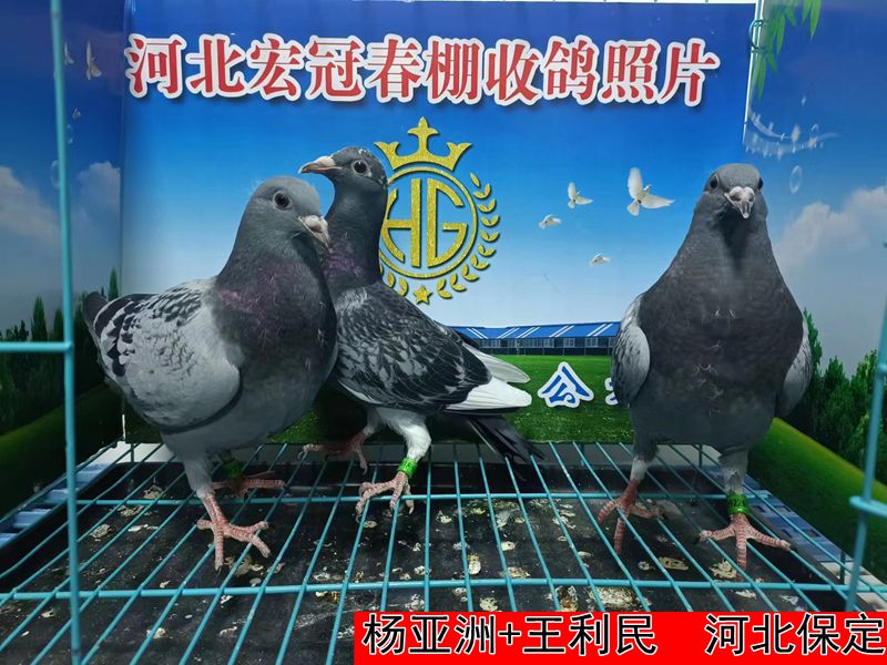 杨亚洲+王利民