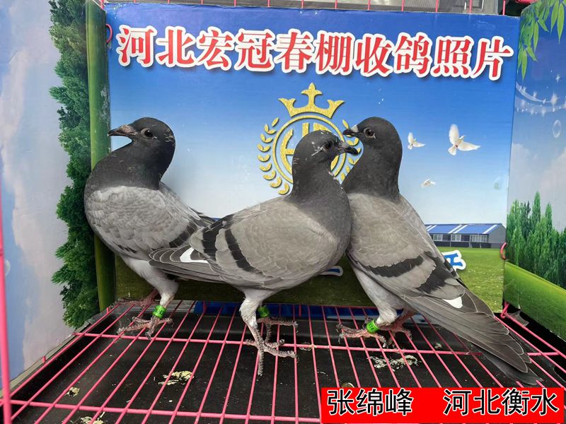 张绵峰1