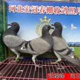 l9gJC7