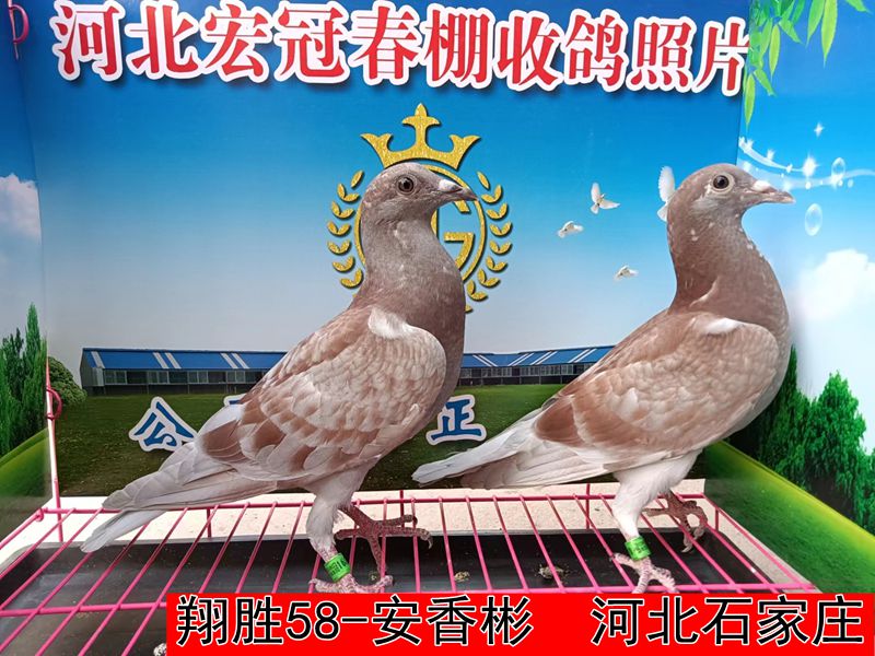 翔胜58 安香彬