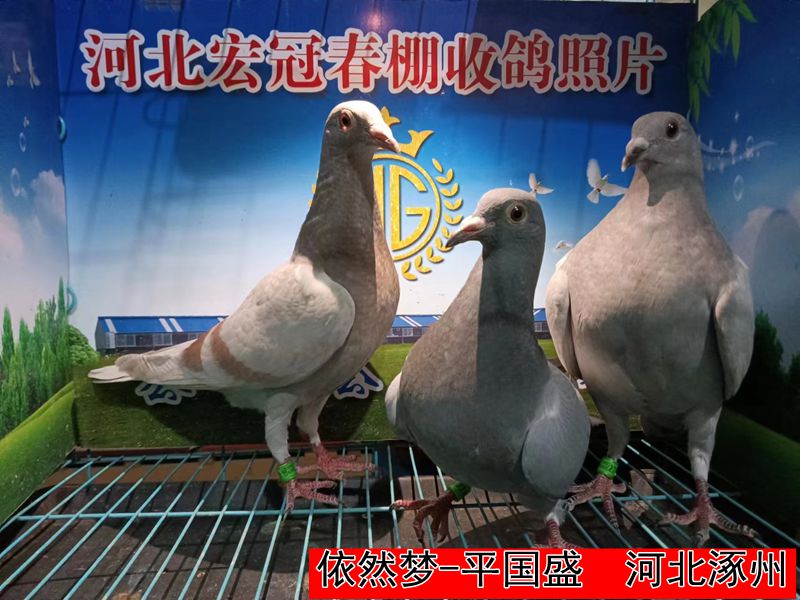 依然梦 平国盛