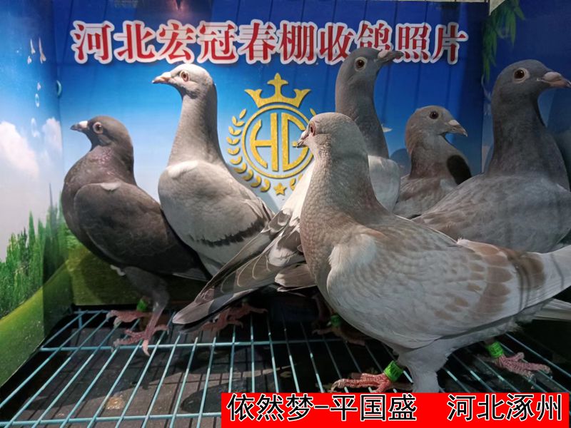 依然梦 平国盛1