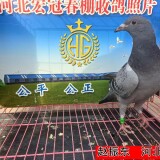 l9giqG