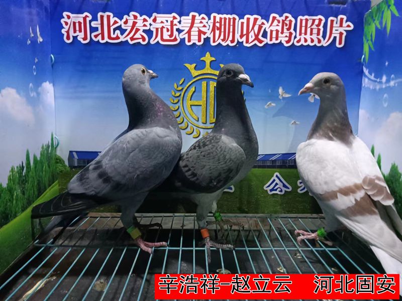 辛浩祥 赵立云