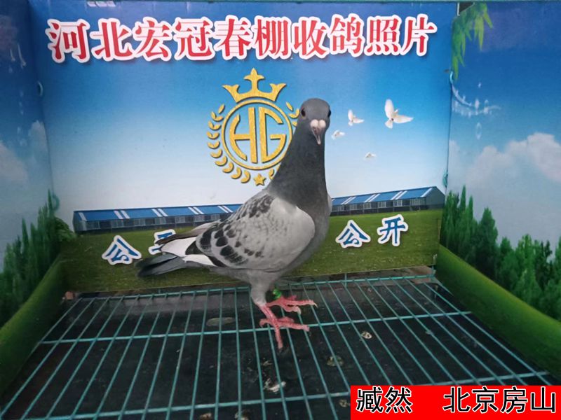 臧然