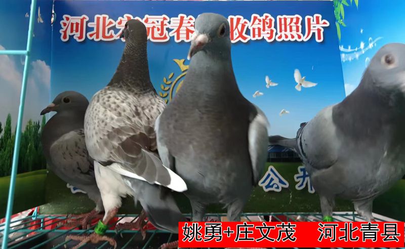 姚勇+庄文茂