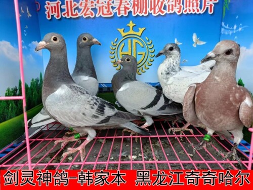 剑灵神鸽 韩家本