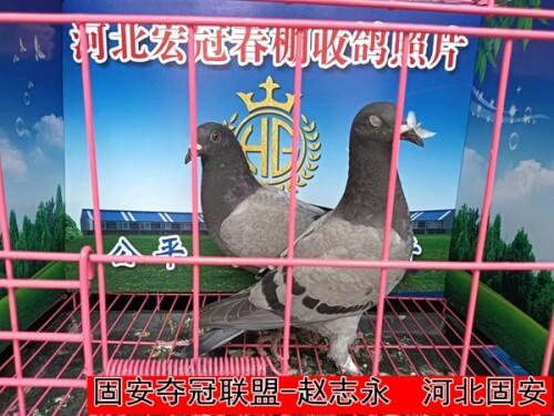 固安夺冠联盟 赵志永