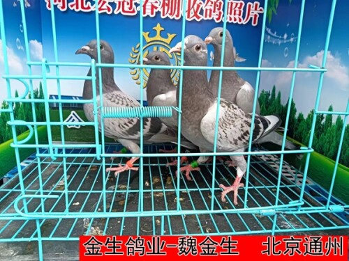 金生鸽业 魏金生