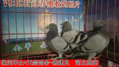 保定环众+天剑鸽舍 陈建良
