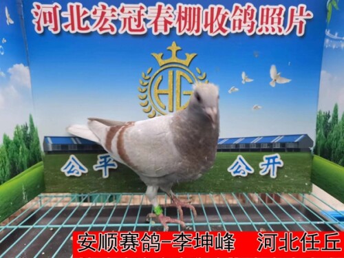 安顺赛鸽 李坤峰