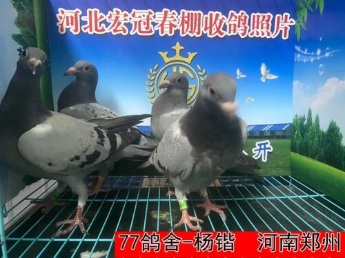 77鸽舍 杨锴1