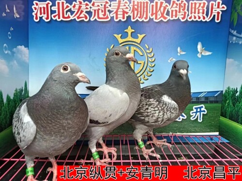 北京纵贯+安青明