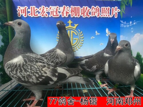 77鸽舍 杨锴2