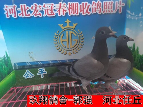 lhi8pq.jpg