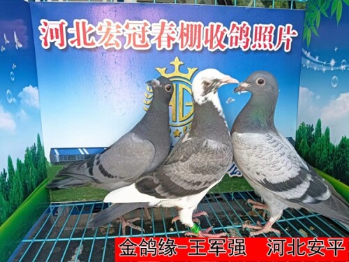 金鸽缘 王军强1