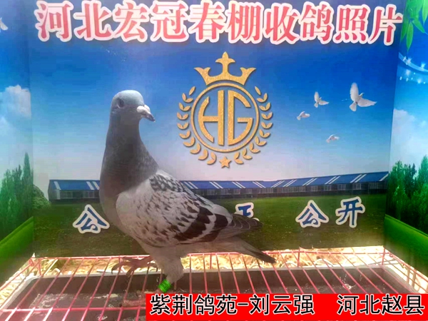 紫荆鸽苑 刘云强