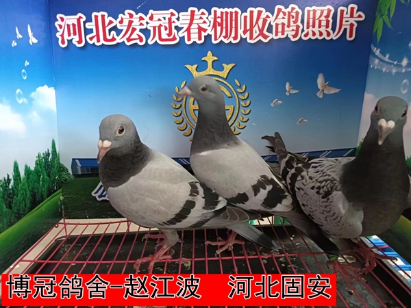 博冠鸽舍 赵江波