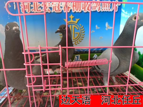 边天语