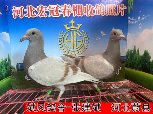 lWHfuJ.jpg
