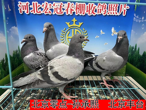 北京零点 孙承熙