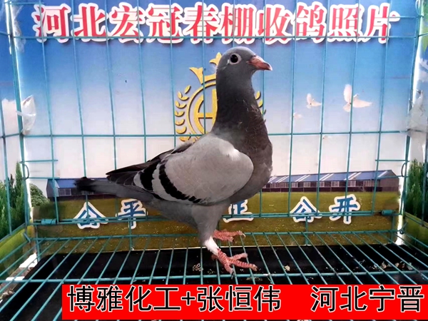 博雅化工+张恒伟
