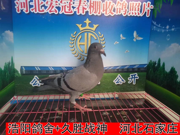 浩阳鸽舍+久胜战神
