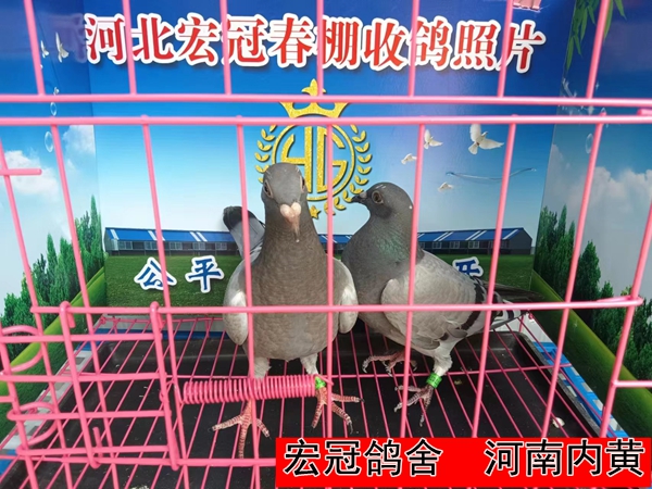 宏冠鸽舍