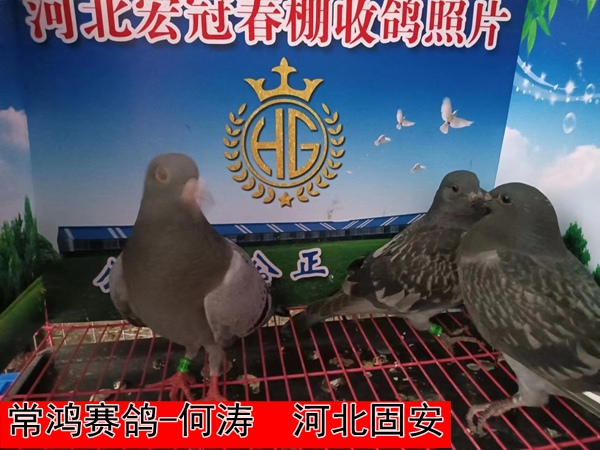 常鸿赛鸽 何涛