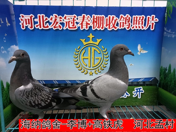 海纳鸽舍 李博+高铁虎