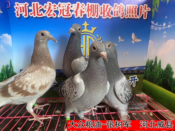 大众粮油 张树军