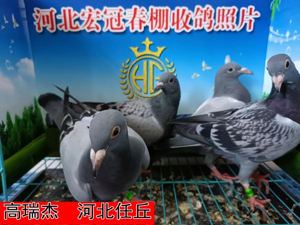 高瑞杰