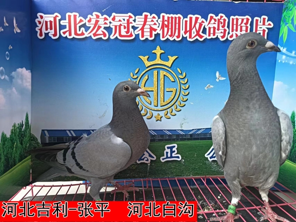 河北吉利 张平