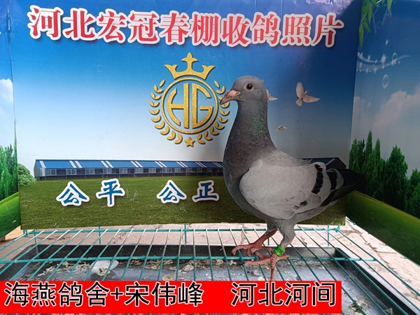 海燕鸽舍+宋伟峰