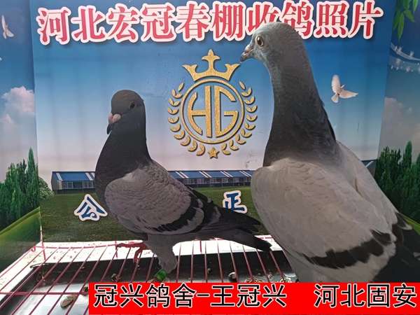 冠兴鸽舍 王冠兴
