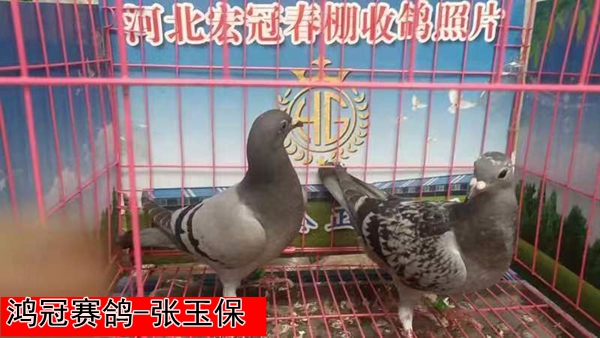 鸿冠赛鸽 张玉保