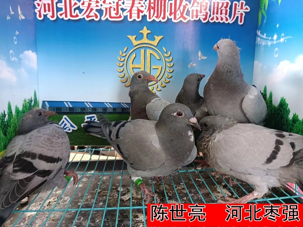 陈世亮