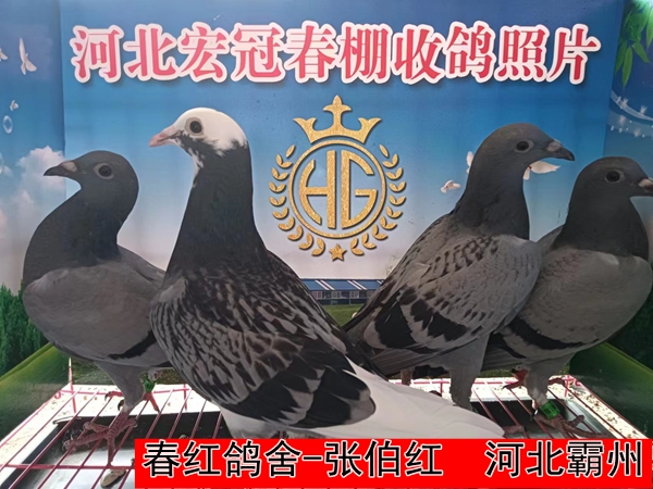 春红鸽舍 张伯红