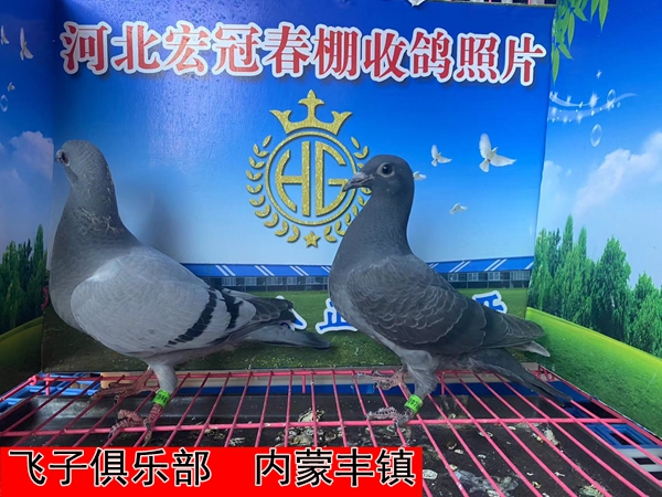 飞子俱乐部