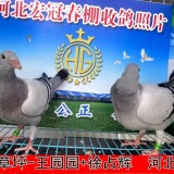 lWKvsG