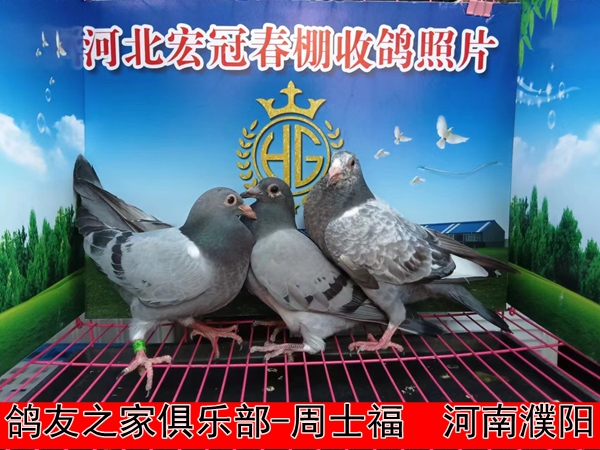 鸽友之家俱乐部 周士福1