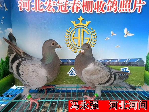 冯永强