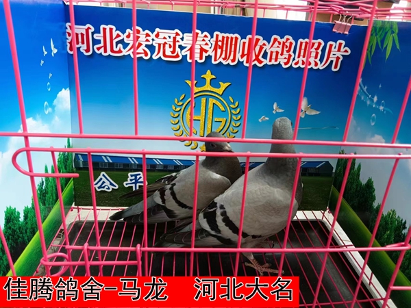 佳腾鸽舍 马龙