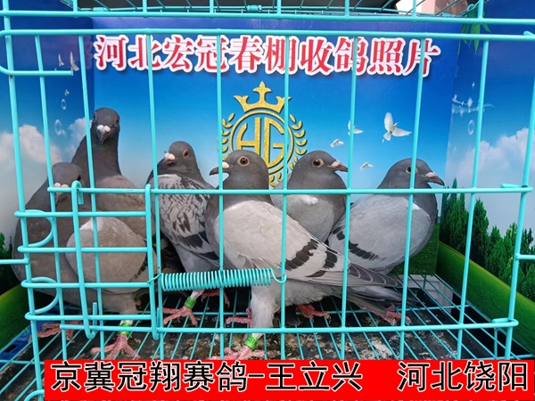 京冀冠翔赛鸽 王立兴1