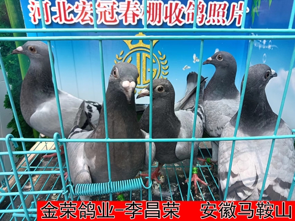 金荣鸽业 李昌荣1
