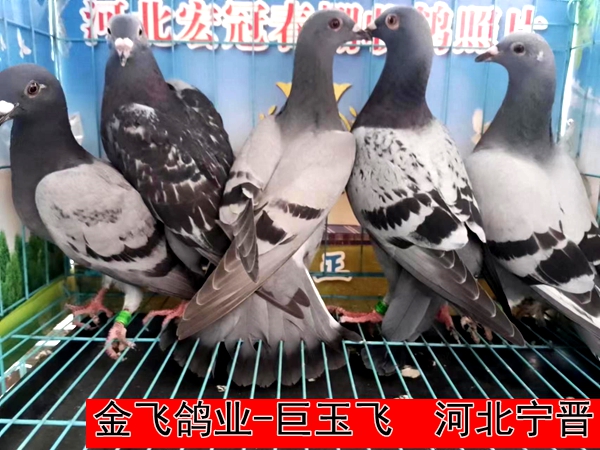 金飞鸽业 巨玉飞
