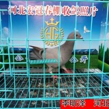 lWbJPV