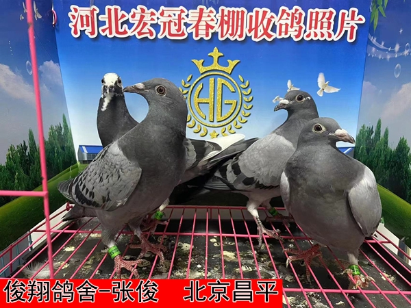 俊翔鸽舍 张俊