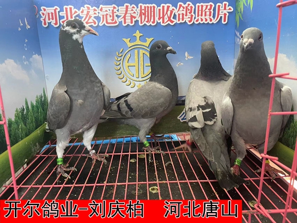 开尔鸽业 刘庆柏2